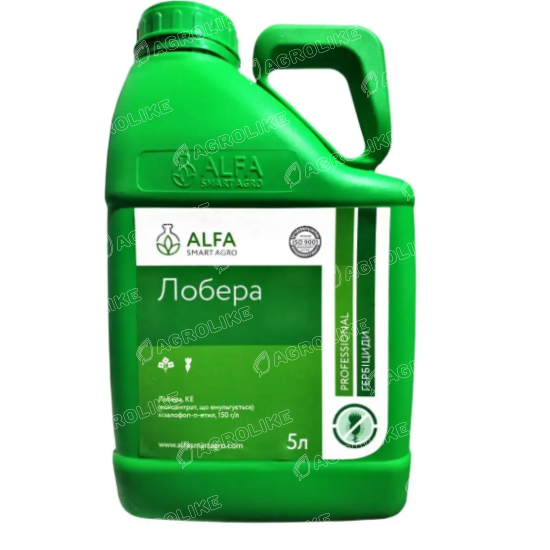 Лобера