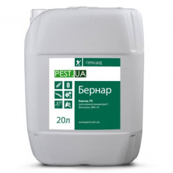 Бернар