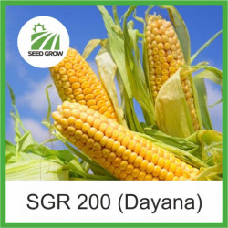 Насіння кукурудзи SGR 200 DAYANA