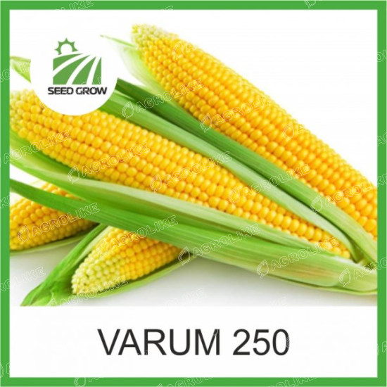 Насіння кукурудзи VARUM 250