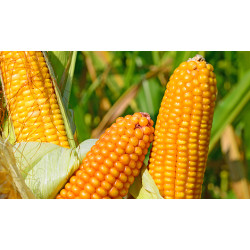 Насіння кукурудзи ВН 6763