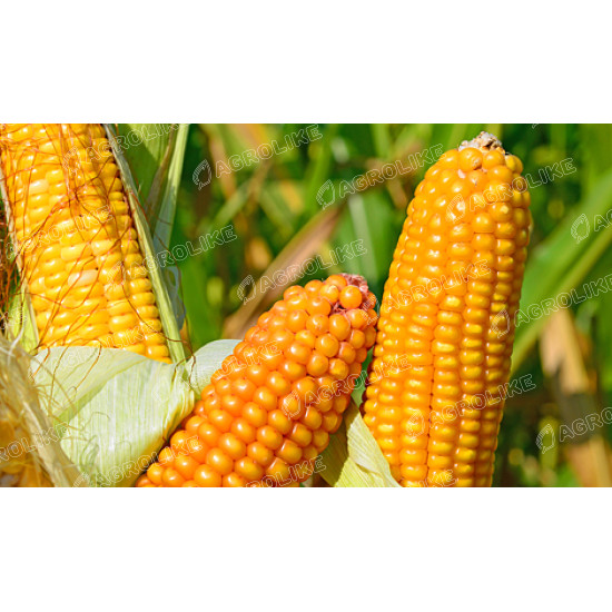 Насіння кукурудзи ВН 6763