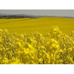 Насіння озимого ріпаку АКАПУЛЬКО