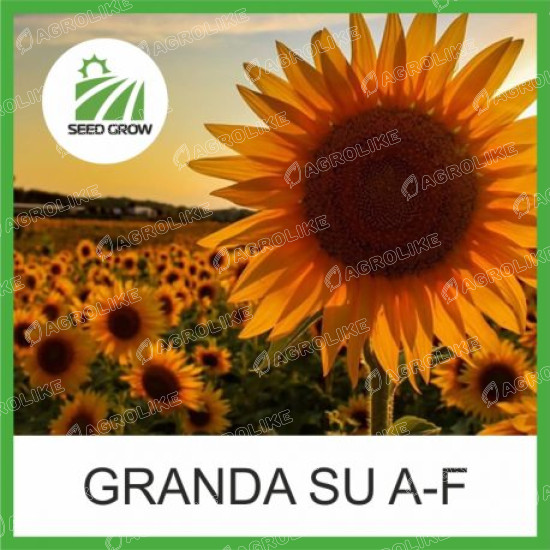 Семена подсолнечника GRANDA SU