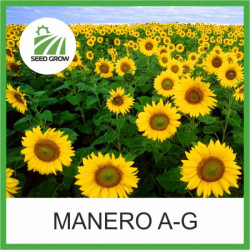 Насіння соняшнику Manero