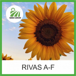 Насіння соняшнику RIVAS