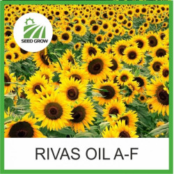 Насіння соняшнику RIVAS Oil