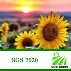 Насіння соняшнику SGS 2020