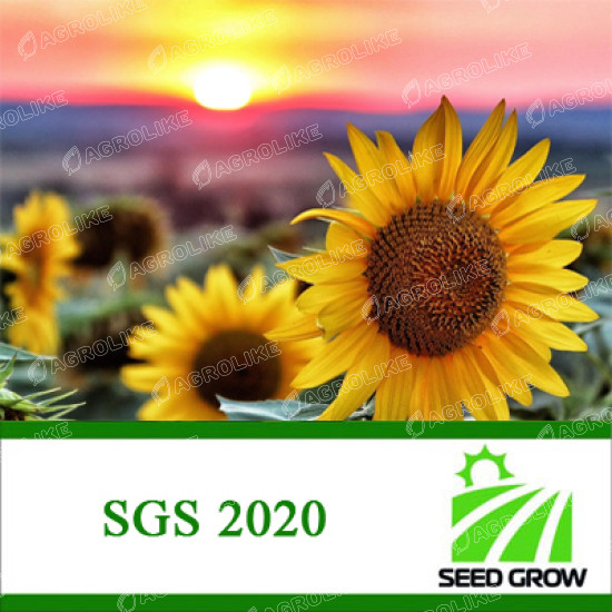 Семена подсолнечника SGS 2020
