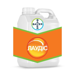 Лаудіс