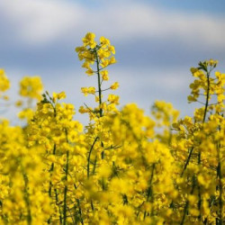 Насіння озимого ріпаку ГК Ченге