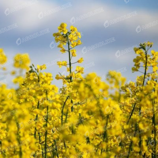 Насіння озимого ріпаку ГК Ченге