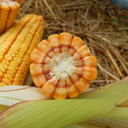 Насіння кукурудзи MV 251