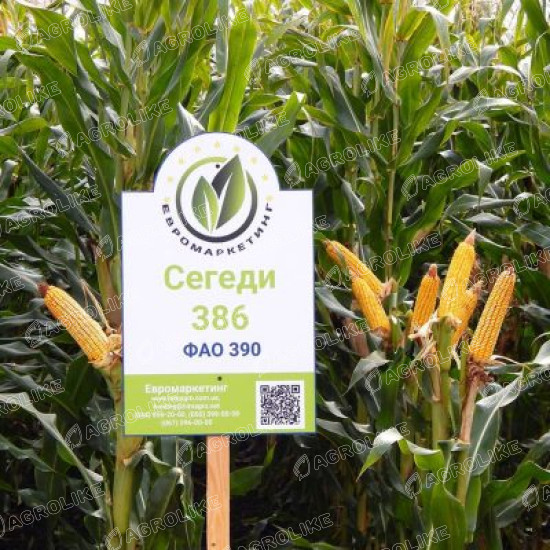 Семена кукурузы Сегеди 386