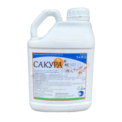 Сакура