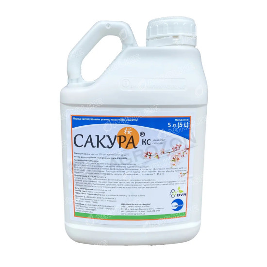 Сакура